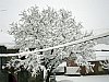 20081215-145.JPG 20081215-145.JPG