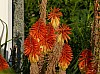 200908_flores-10.JPG 200908_flores-10.JPG