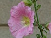 200908_flores-11.JPG 200908_flores-11.JPG