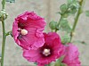 200908_flores-12.JPG 200908_flores-12.JPG
