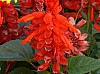 200908_flores-14.JPG 200908_flores-14.JPG