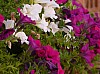 200908_flores-16.JPG 200908_flores-16.JPG