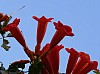 200908_flores-17.JPG 200908_flores-17.JPG