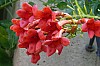 200908_flores-4.JPG 200908_flores-4.JPG