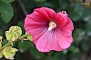 200908_flores-7.JPG 200908_flores-7.JPG