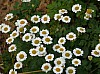 200908_flores-9.JPG 200908_flores-9.JPG