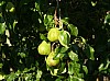 200908_pueblo-8.JPG 200908_pueblo-8.JPG