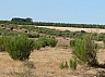 20120818 camino astorga 29.jpg