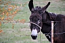 burro 1.jpg burro 1.jpg
