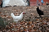 gallinas 1.jpg gallinas 1.jpg