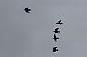pajaros 1.jpg pajaros 1.jpg