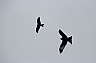 pajaros 2.jpg pajaros 2.jpg