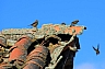 pajaros 3.jpg pajaros 3.jpg