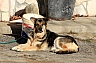 perros y gatos 10.jpg perros y gatos 10.jpg