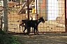 perros y gatos 11.jpg perros y gatos 11.jpg