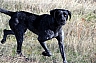perros y gatos 12.jpg perros y gatos 12.jpg