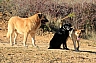 perros y gatos 13.jpg perros y gatos 13.jpg