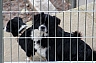 perros y gatos 2.jpg perros y gatos 2.jpg