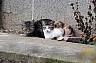 perros y gatos 4.jpg perros y gatos 4.jpg