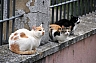 perros y gatos 6.jpg perros y gatos 6.jpg