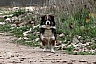 perros y gatos 7.jpg perros y gatos 7.jpg