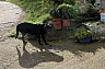 perros y gatos 8.jpg perros y gatos 8.jpg