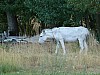 P1200341.JPG