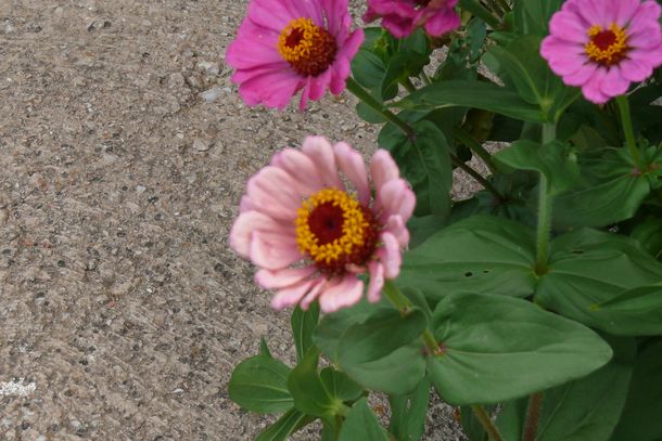 200908_flores-5.JPG