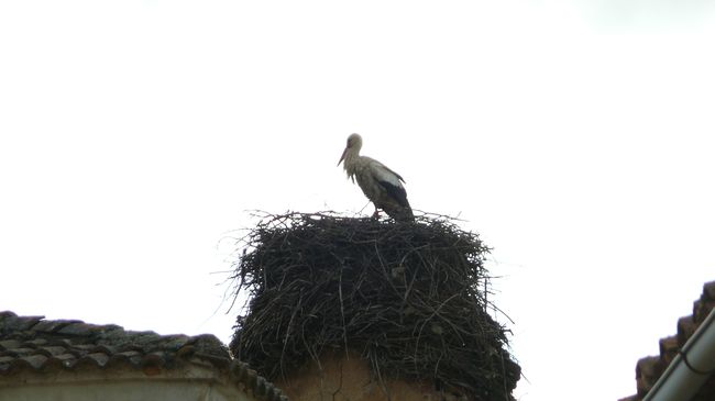 abril 2011 paseo 62.jpg