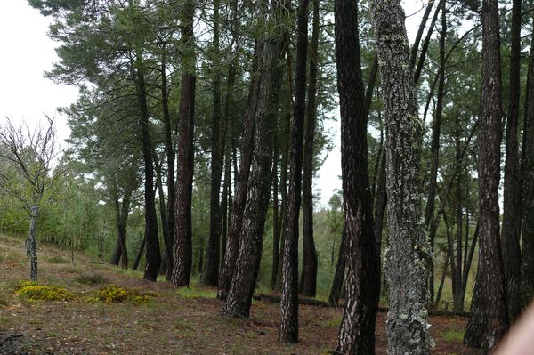 abril 2011 paseo 11.jpg